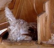 chicken coop for 6 hens