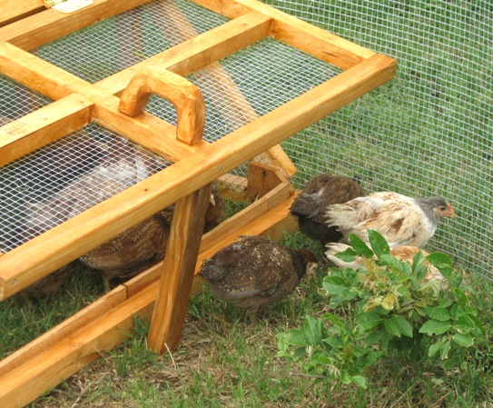 Texas chicken coops 