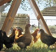 texas chicken fence